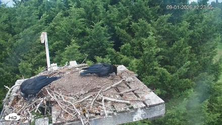 Medina Washington Live Osprey Nest Webcam - Sep 1, 2026, 12:24pm PDT