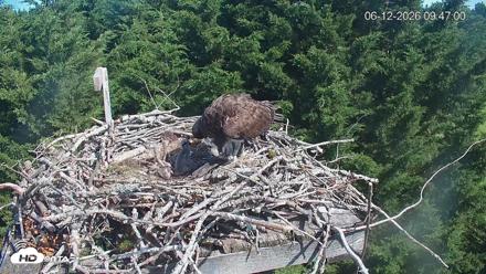 Medina Washington Live Osprey Nest Webcam - Jun 12, 2026, 9:47am PDT