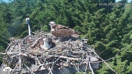 Medina Washington Live Osprey Nest Webcam - May 4, 2026, 2:57pm PDT