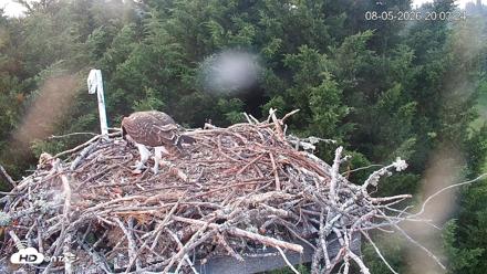 Medina Washington Live Osprey Nest Webcam - Aug 5, 2026, 8:04pm PDT