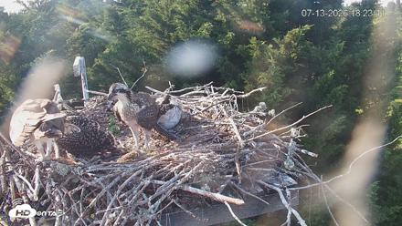 Medina Washington Live Osprey Nest Webcam - Jul 13, 2026, 6:24pm PDT
