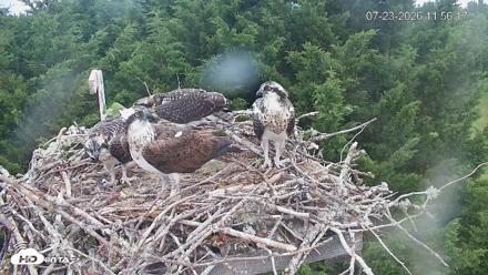 Medina Washington Live Osprey Nest Webcam - Jul 23, 2026, 11:57am PDT