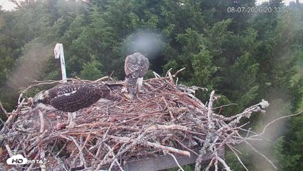 Medina Washington Live Osprey Nest Webcam - Aug 7, 2026, 8:35pm PDT