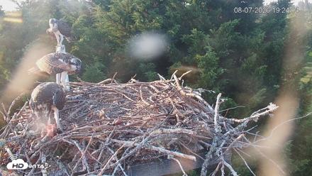 Medina Washington Live Osprey Nest Webcam - Aug 7, 2026, 7:24pm PDT
