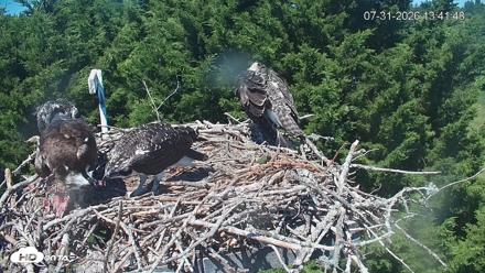 Medina Washington Live Osprey Nest Webcam - Jul 31, 2026, 1:42pm PDT