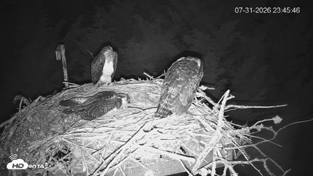 Medina Washington Live Osprey Nest Webcam - Jul 31, 2026, 11:46pm PDT