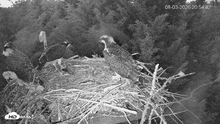 Medina Washington Live Osprey Nest Webcam - Aug 3, 2026, 8:55pm PDT