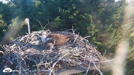 Medina Washington Live Osprey Nest Webcam - Jun 16, 2026, 6:18am PDT