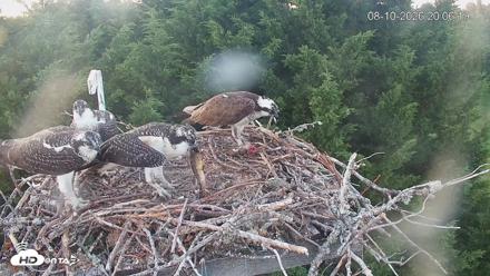 Medina Washington Live Osprey Nest Webcam - Aug 10, 2026, 8:07pm PDT