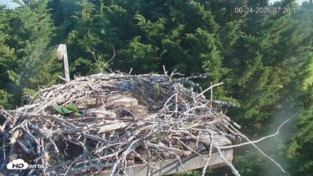 Medina Washington Live Osprey Nest Webcam - Jun 24, 2026, 7:27am PDT