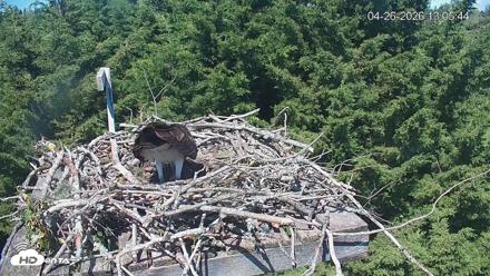 Medina Washington Live Osprey Nest Webcam - Apr 26, 2026, 1:06pm PDT