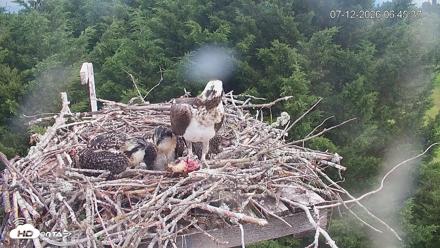 Medina Washington Live Osprey Nest Webcam - Jul 12, 2026, 6:48am PDT