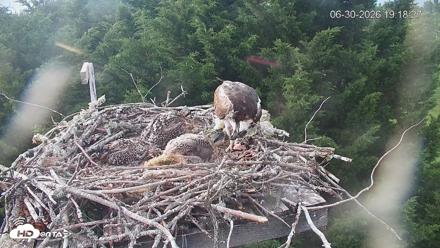 Medina Washington Live Osprey Nest Webcam - Jun 30, 2026, 7:19pm PDT