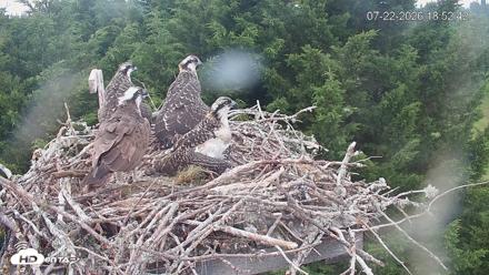 Medina Washington Live Osprey Nest Webcam - Jul 22, 2026, 6:53pm PDT