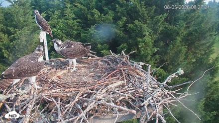 Medina Washington Live Osprey Nest Webcam - Aug 5, 2026, 8:28am PDT