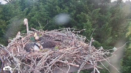 Medina Washington Live Osprey Nest Webcam - Jul 21, 2026, 5:50am PDT
