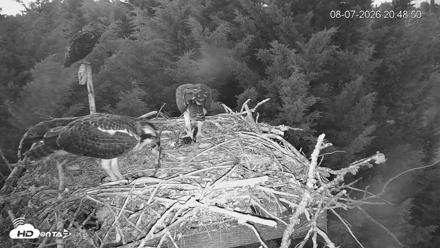 Medina Washington Live Osprey Nest Webcam - Aug 7, 2026, 8:49pm PDT