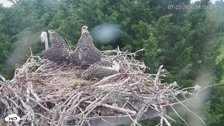 Medina Washington Live Osprey Nest Webcam - Jul 22, 2026, 6:51pm PDT