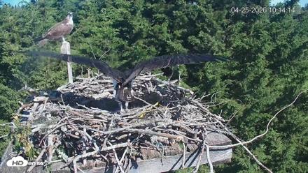 Medina Washington Live Osprey Nest Webcam - Apr 25, 2026, 10:15am PDT