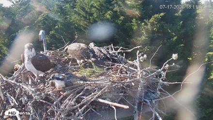 Medina Washington Live Osprey Nest Webcam - Jul 17, 2026, 6:11pm PDT