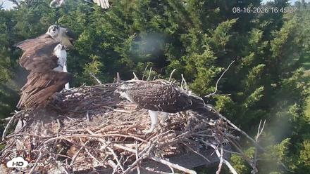Medina Washington Live Osprey Nest Webcam - Aug 16, 2026, 4:46pm PDT