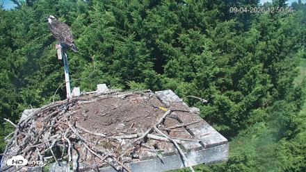 Medina Washington Live Osprey Nest Webcam - Sep 4, 2026, 12:51pm PDT