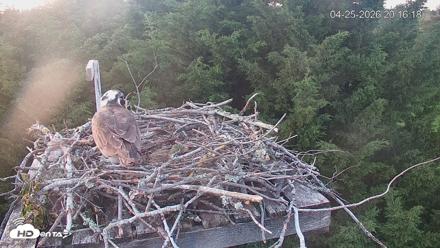 Medina Washington Live Osprey Nest Webcam - Apr 25, 2026, 8:17pm PDT