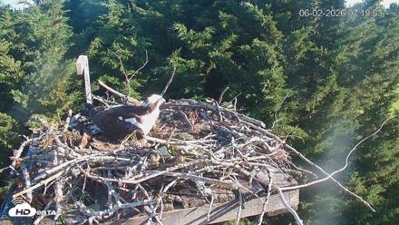 Medina Washington Live Osprey Nest Webcam - Jun 2, 2026, 7:20am PDT
