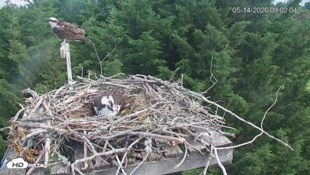 Medina Washington Live Osprey Nest Webcam - May 14, 2026, 9:02am PDT