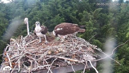 Medina Washington Live Osprey Nest Webcam - Jun 5, 2026, 5:51pm PDT