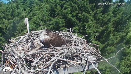 Medina Washington Live Osprey Nest Webcam - Jun 17, 2026, 11:31am PDT