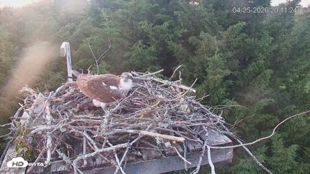 Medina Washington Live Osprey Nest Webcam - Apr 25, 2026, 8:12pm PDT