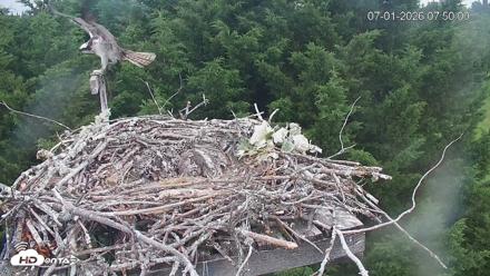 Medina Washington Live Osprey Nest Webcam - Jul 1, 2026, 7:50am PDT