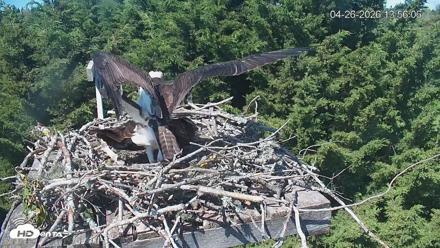 Medina Washington Live Osprey Nest Webcam - Apr 26, 2026, 1:56pm PDT