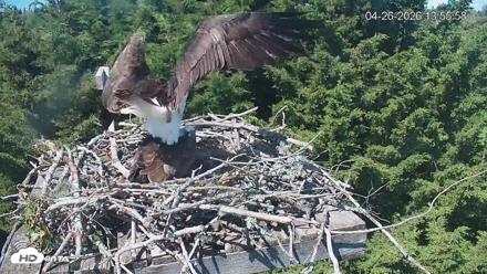 Medina Washington Live Osprey Nest Webcam - Apr 26, 2026, 1:56pm PDT