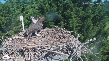 Medina Washington Live Osprey Nest Webcam - Aug 9, 2026, 10:50am PDT