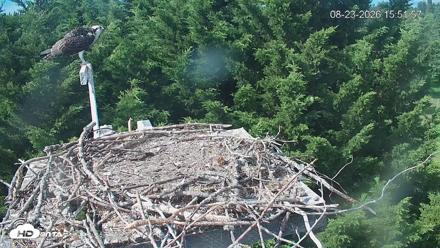 Medina Washington Live Osprey Nest Webcam - Aug 23, 2026, 3:52pm PDT