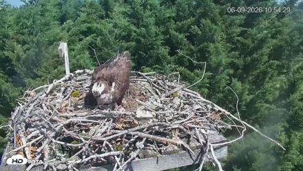 Medina Washington Live Osprey Nest Webcam - Jun 9, 2026, 10:55am PDT