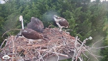 Medina Washington Live Osprey Nest Webcam - Aug 14, 2026, 6:05am PDT