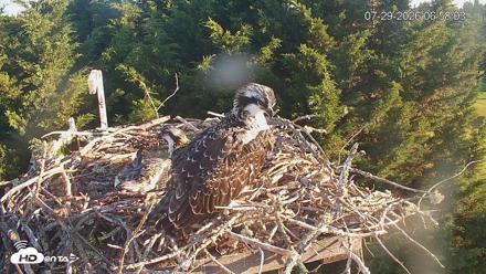 Medina Washington Live Osprey Nest Webcam - Jul 29, 2026, 7:03am PDT