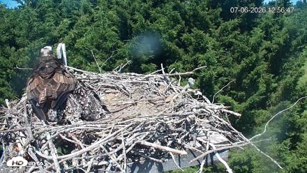 Medina Washington Live Osprey Nest Webcam - Jul 6, 2026, 1:00pm PDT