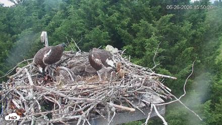 Medina Washington Live Osprey Nest Webcam - Jun 26, 2026, 3:51pm PDT
