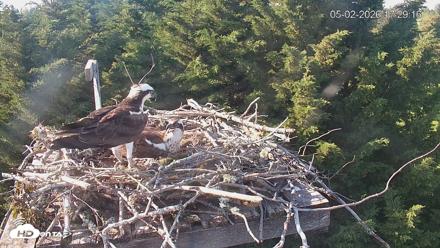 Medina Washington Live Osprey Nest Webcam - May 2, 2026, 5:30pm PDT
