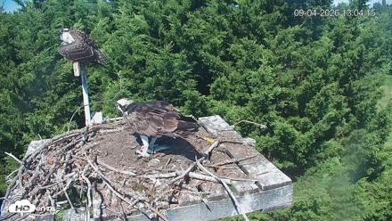 Medina Washington Live Osprey Nest Webcam - Sep 4, 2026, 1:05pm PDT