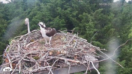 Medina Washington Live Osprey Nest Webcam - Jun 8, 2026, 7:28am PDT
