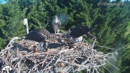 Medina Washington Live Osprey Nest Webcam - Jul 31, 2026, 8:47am PDT