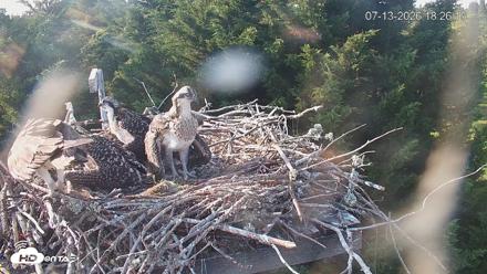 Medina Washington Live Osprey Nest Webcam - Jul 13, 2026, 6:26pm PDT