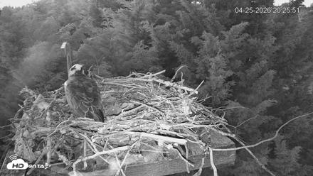 Medina Washington Live Osprey Nest Webcam - Apr 25, 2026, 8:26pm PDT
