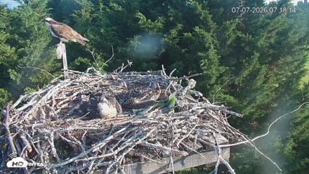 Medina Washington Live Osprey Nest Webcam - Jul 7, 2026, 7:18am PDT
