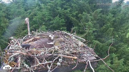 Medina Washington Live Osprey Nest Webcam - May 13, 2026, 1:18pm PDT